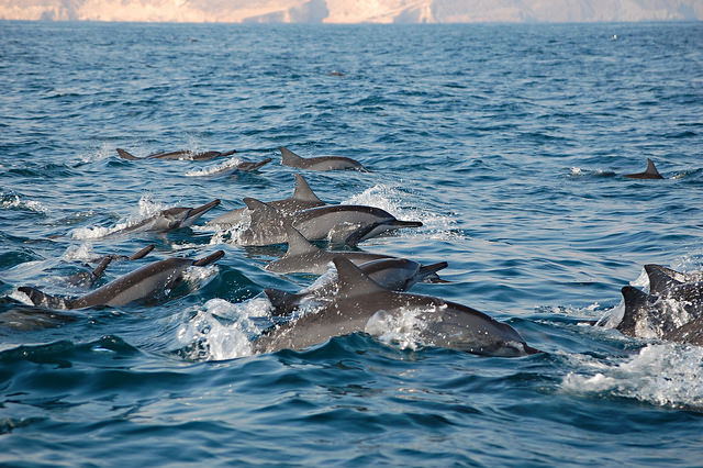 dolphins adventure holiday in Oman
