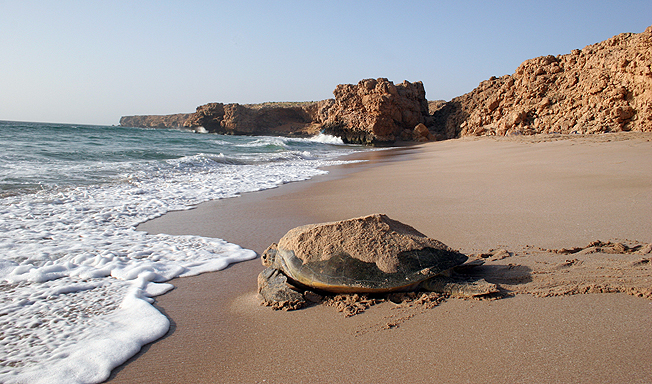 turtle adventure holiday in oman