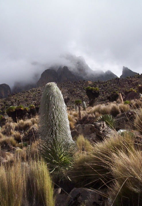 Climb Mount Kenya Peter