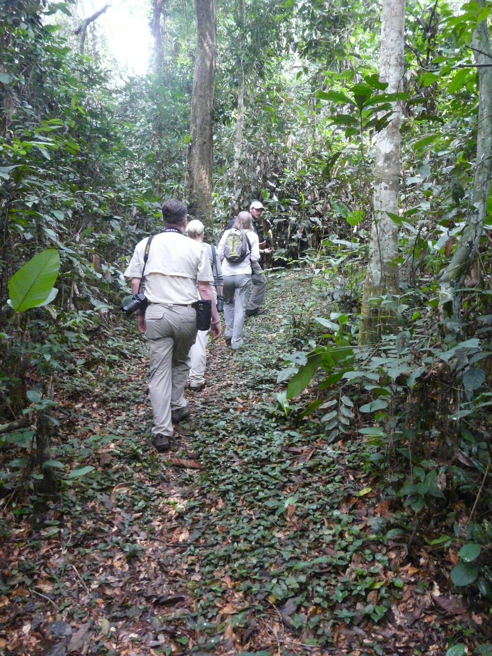 Gorilla safari in Odzala-Kokoua National Park, Congo