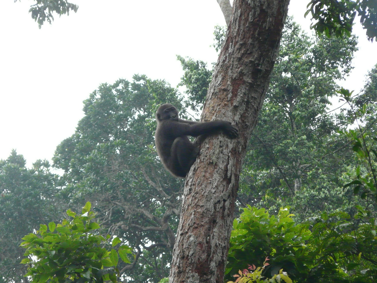 Gorilla safari in Odzala-Kokoua National Park, Congo