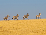 Namibia