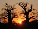 Baobab Trees at Sunset