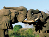 Elephants