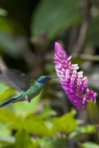 Costa Rica Hummingbird