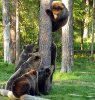 Finland bear tour (Mark Williams)