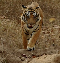 India Safari (Photo by Dr Mike Leary Ohwin)