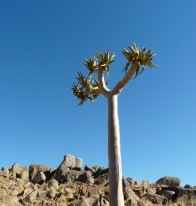 Namibia flora and fauna - aloe tree