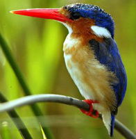 Malacaite Kingfisher - Jao Camp