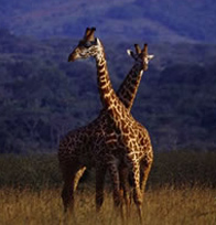 Akagera National Park