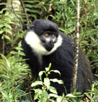 Monkey at Nyungwe National Park