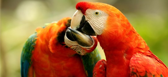 Brazil wildlife holidays - Macaws Araras