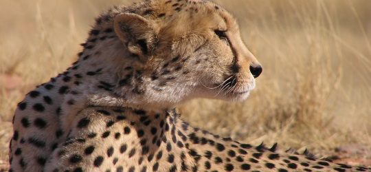 Namibia safari cheetah