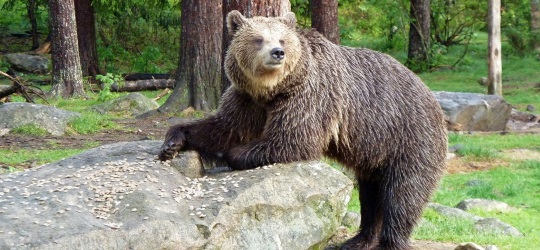 Finland bear safari (Mark Williams)