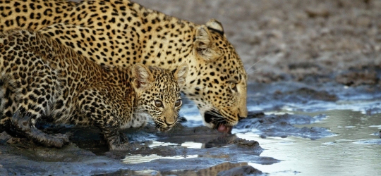 Leopard, Africa Safari images