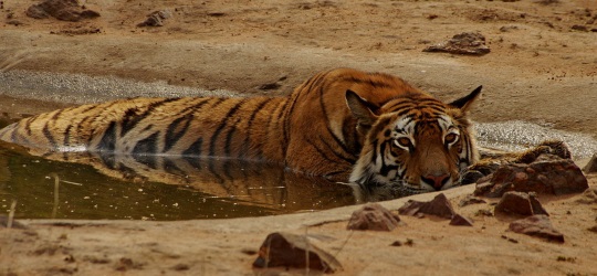 India Tiger Safari - Kanha and Bandhavgarh National Parks (Photo by Dr Mike Leary Ohwin)