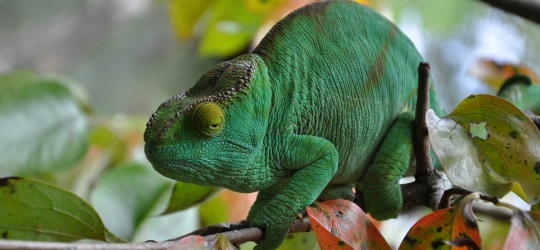 Madagascar Forest Chameleon