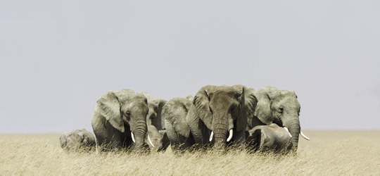 Tanzania safari holidays