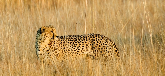 Zambia Safari, Cheetah - Image © Mike Myers