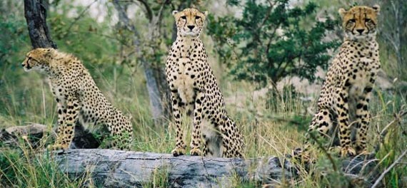 Cheetah Family