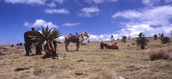 Simiens