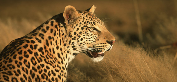 Adult Cheetah