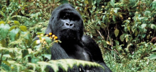 Uganda for primate safaris and Queen Elizabeth NP