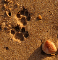 Saadani National Park